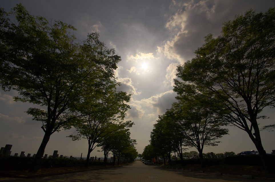 太陽に続く並木