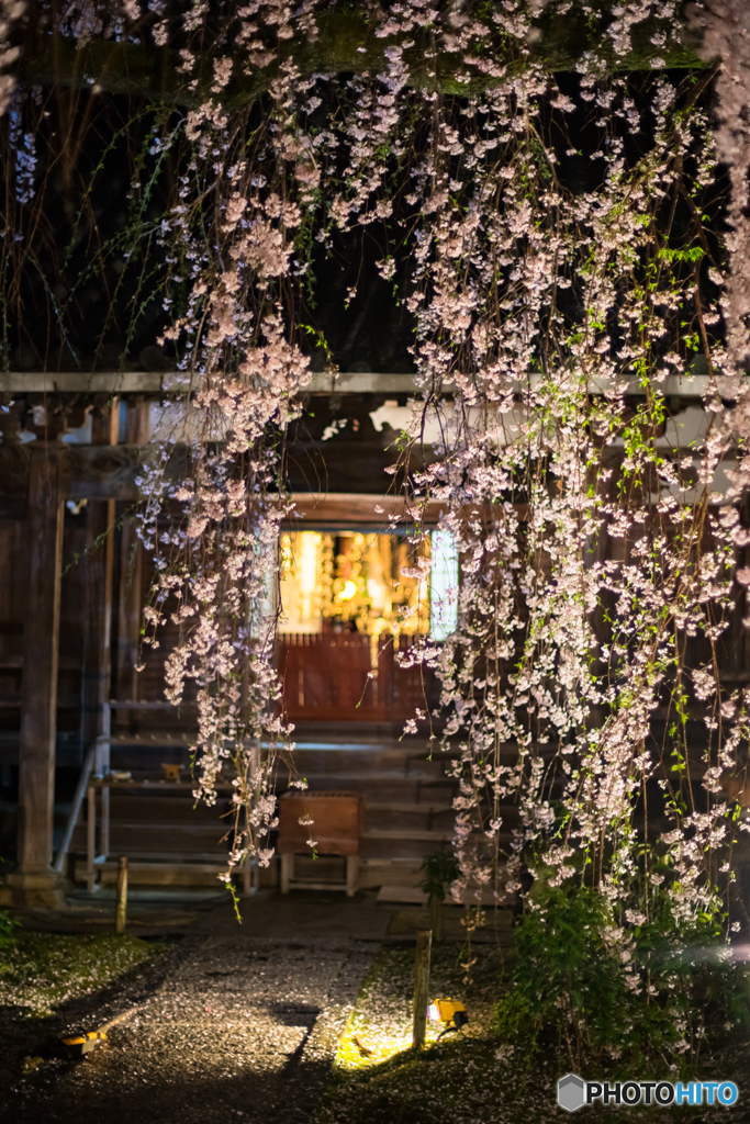 専称寺の枝垂れ桜<10>