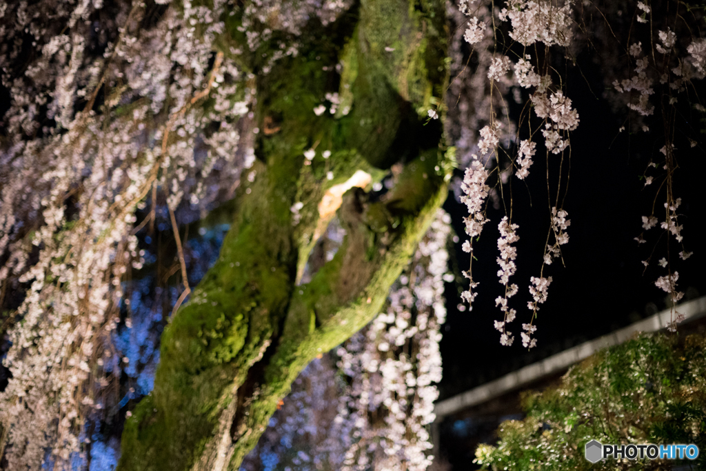 専称寺の枝垂れ桜<5>