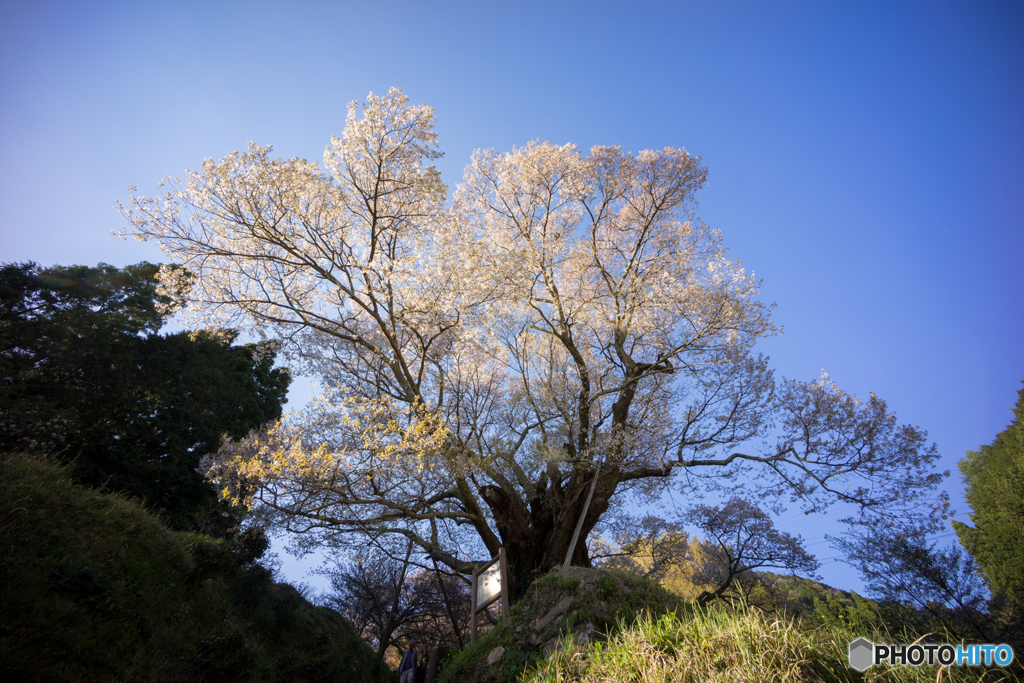 仏隆寺千年桜<3>
