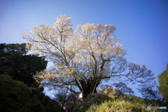 仏隆寺千年桜<3>