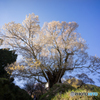 仏隆寺千年桜<3>