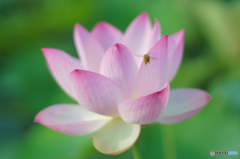 入んでぇ~ 入んでぇ~