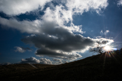 樹と太陽と雲と<1>