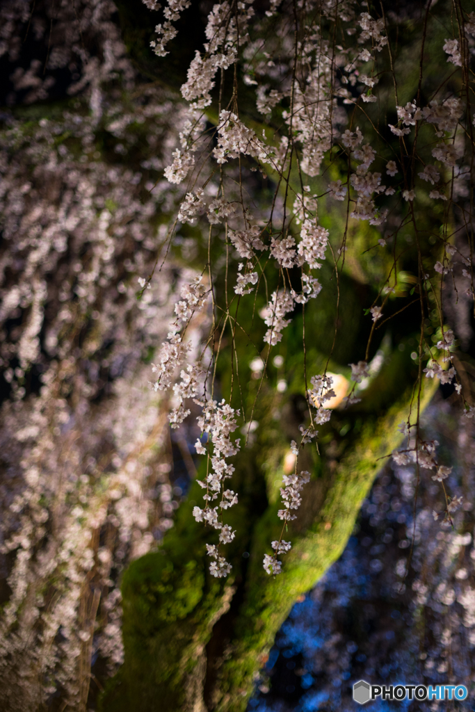 専称寺の枝垂れ桜<8>