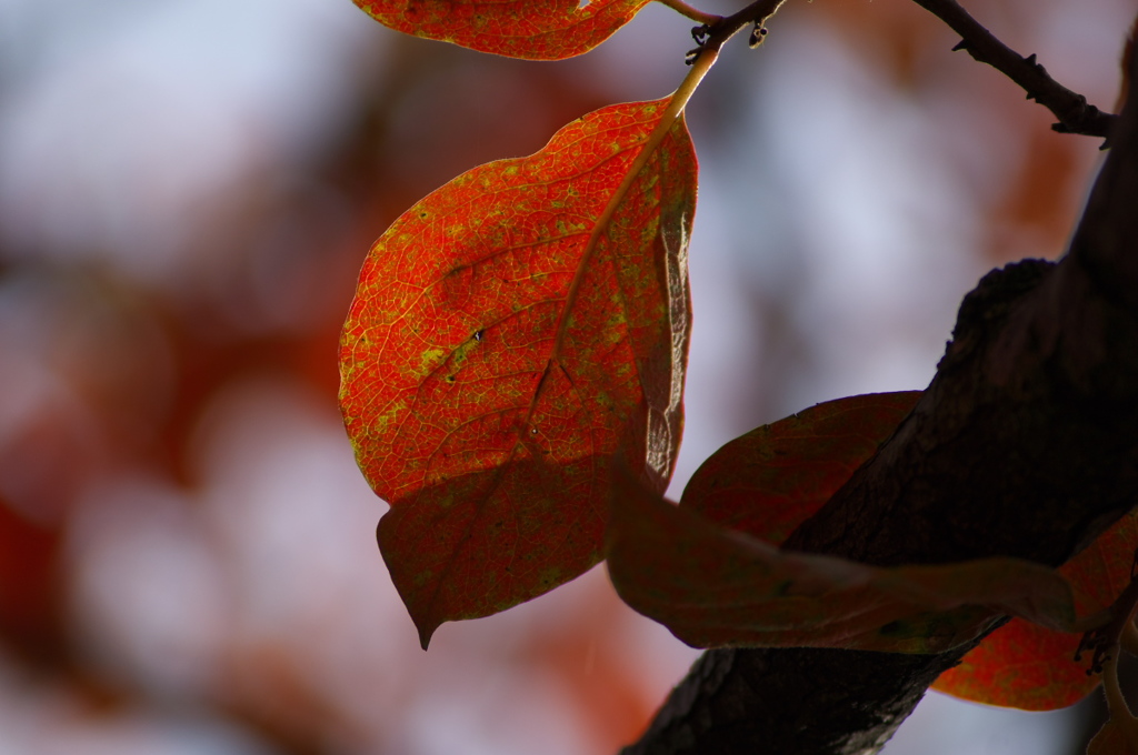 紅いの葉<その1>