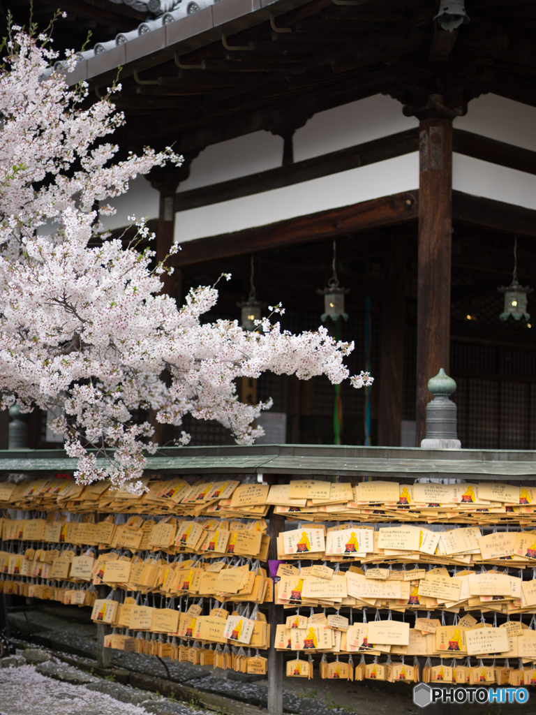 安倍文殊院の桜<3>