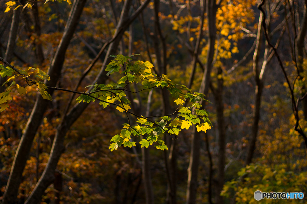 大山の紅葉<4>