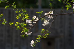 桜光る