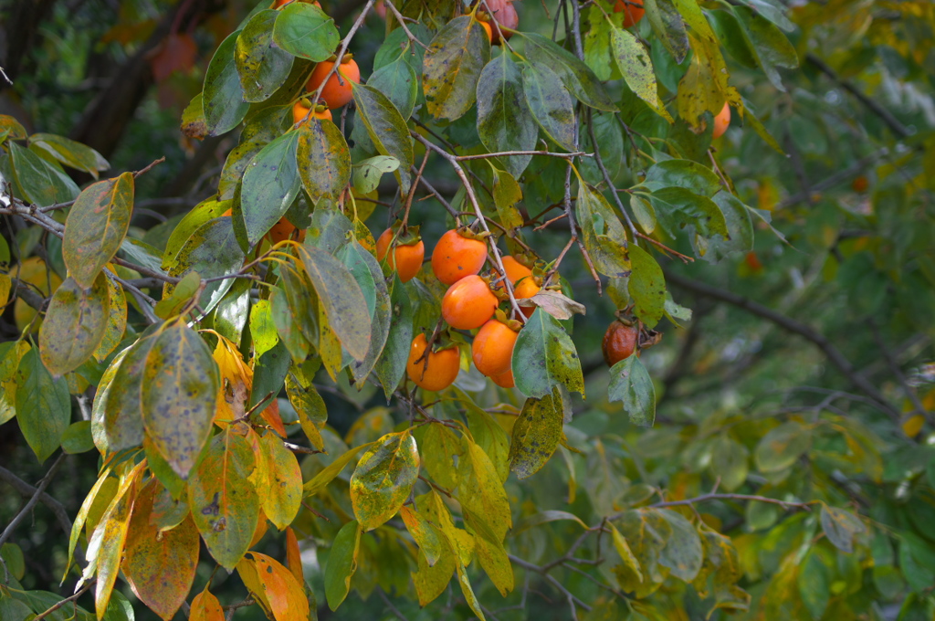 おいしそうな秋