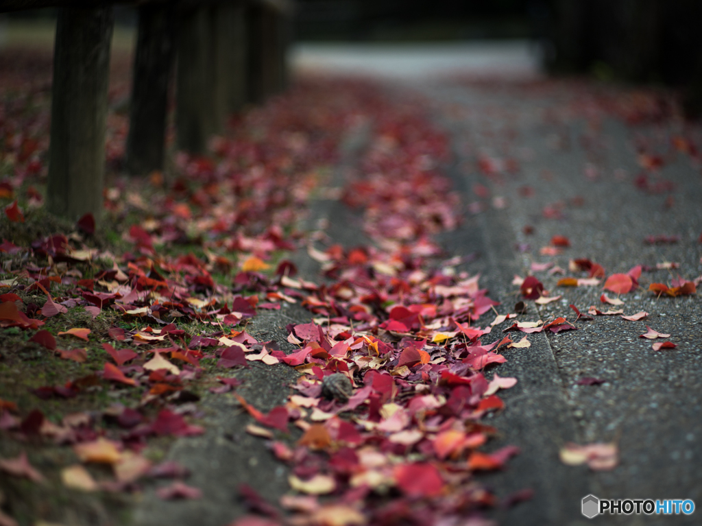 奈良公園の紅葉<10>