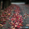 奈良公園の紅葉<10>