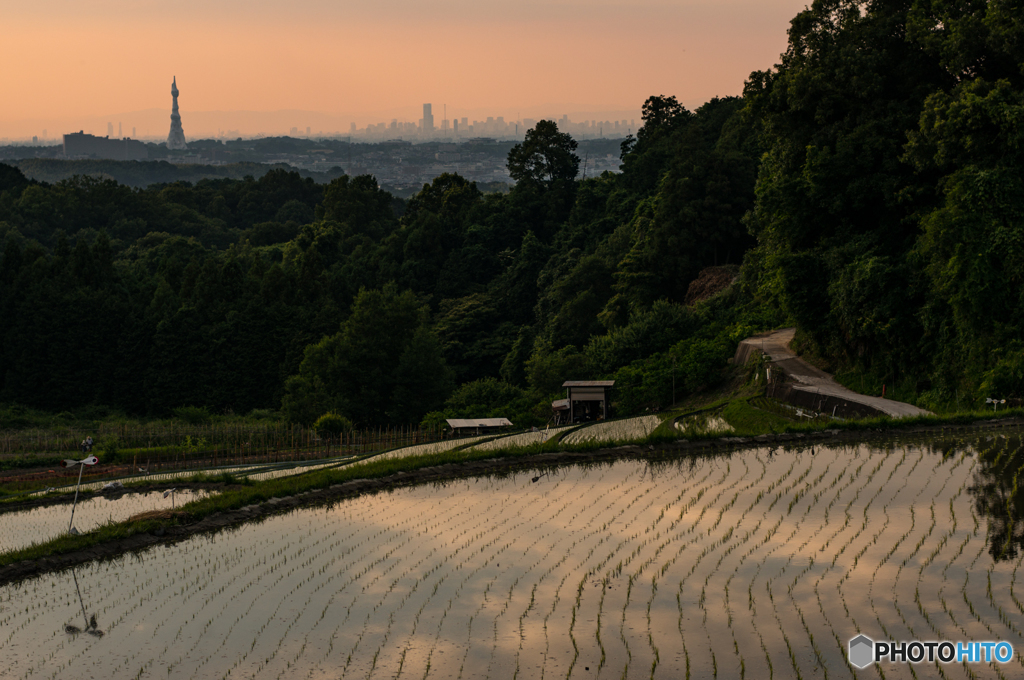 下赤坂棚田夕景<1>
