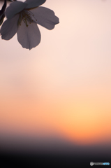 夕日と桜<3>