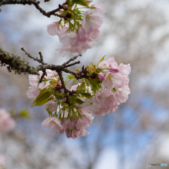 吉野の桜風景<6>