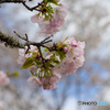 吉野の桜風景<6>