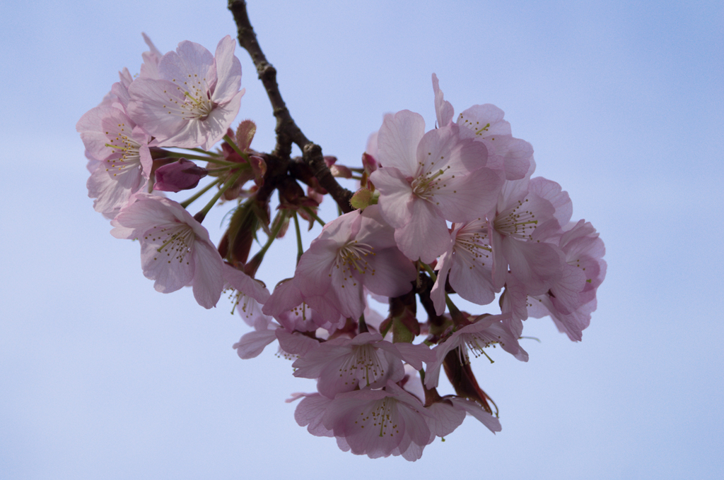 鞍馬寺　桜<3>