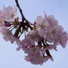 鞍馬寺　桜<3>