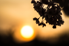 夕日と枝垂桜(シルエット)