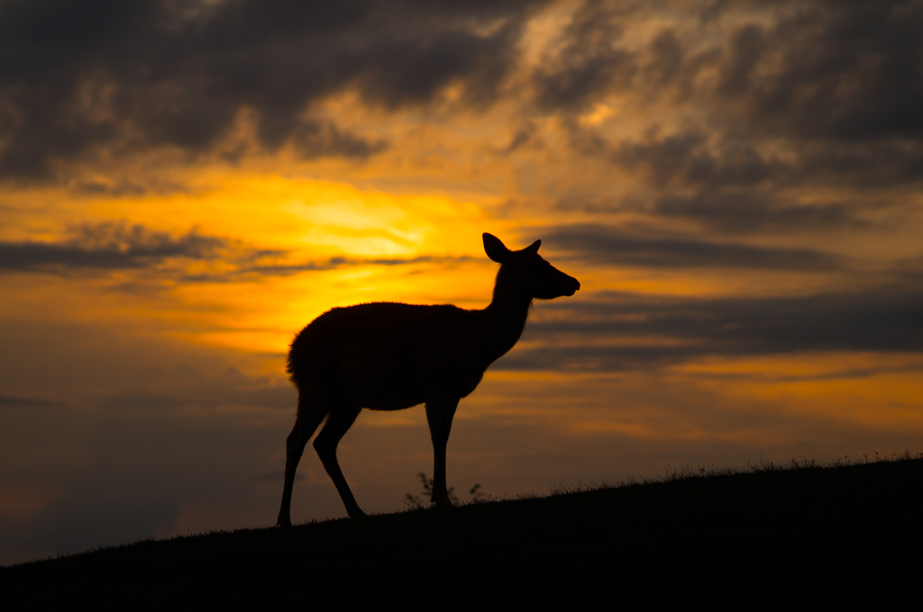 夕日を背に