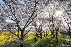 醍醐池のほとりで