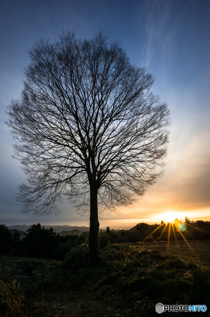 一本の樹と朝日