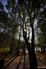 ラクウショウ