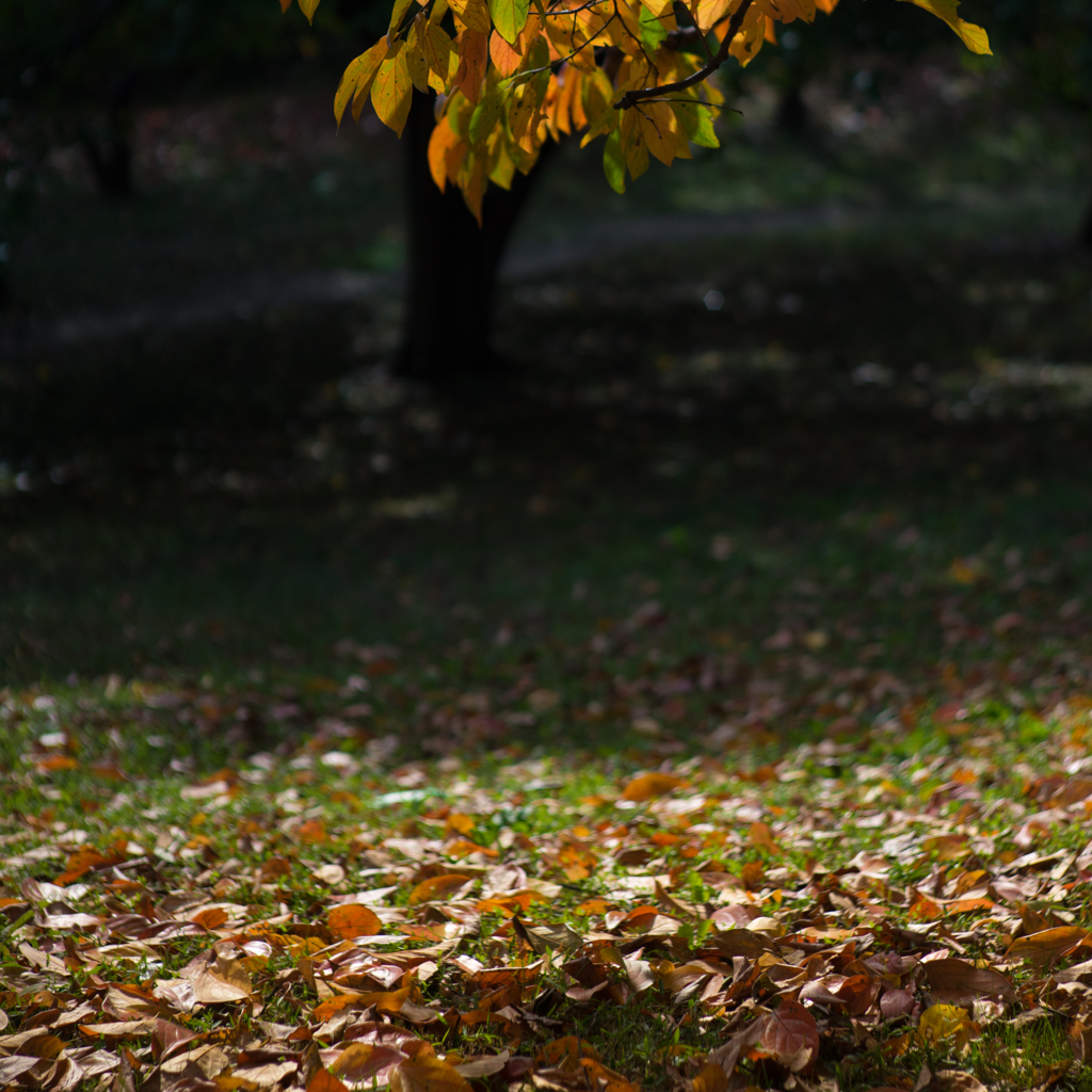 古室山古墳の紅葉<3>