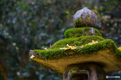 黄色の世界<10>