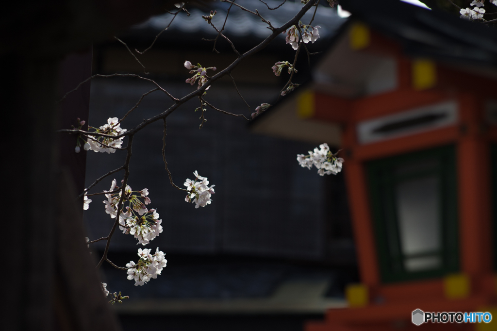 祇園白川の桜<4>
