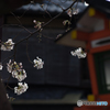 祇園白川の桜<4>