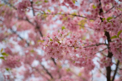 河津桜<1>