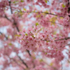 河津桜<1>