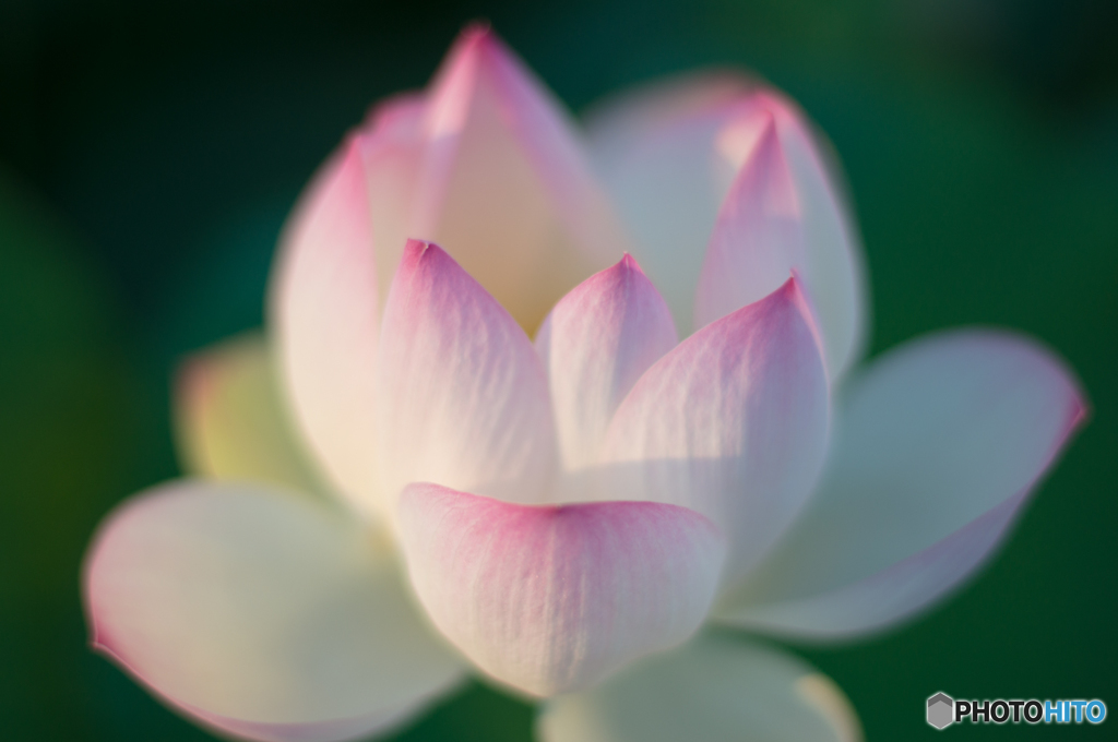 ハスに魅せられ<2>