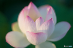 ハスに魅せられ<2> ハスに魅せられ<2>