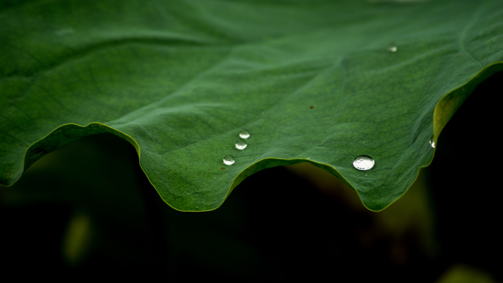 ハスと水玉と<2>