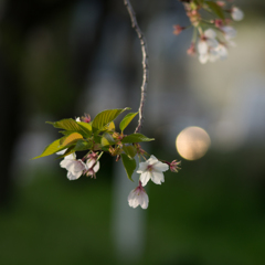 鴨川上流の桜<3>