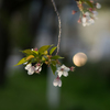 鴨川上流の桜<3>