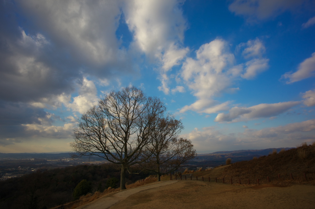 若草山の木と雲