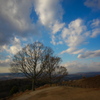 若草山の木と雲