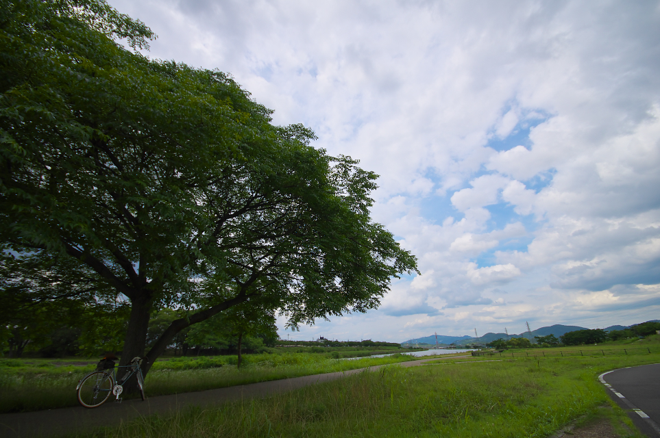 木と雲と