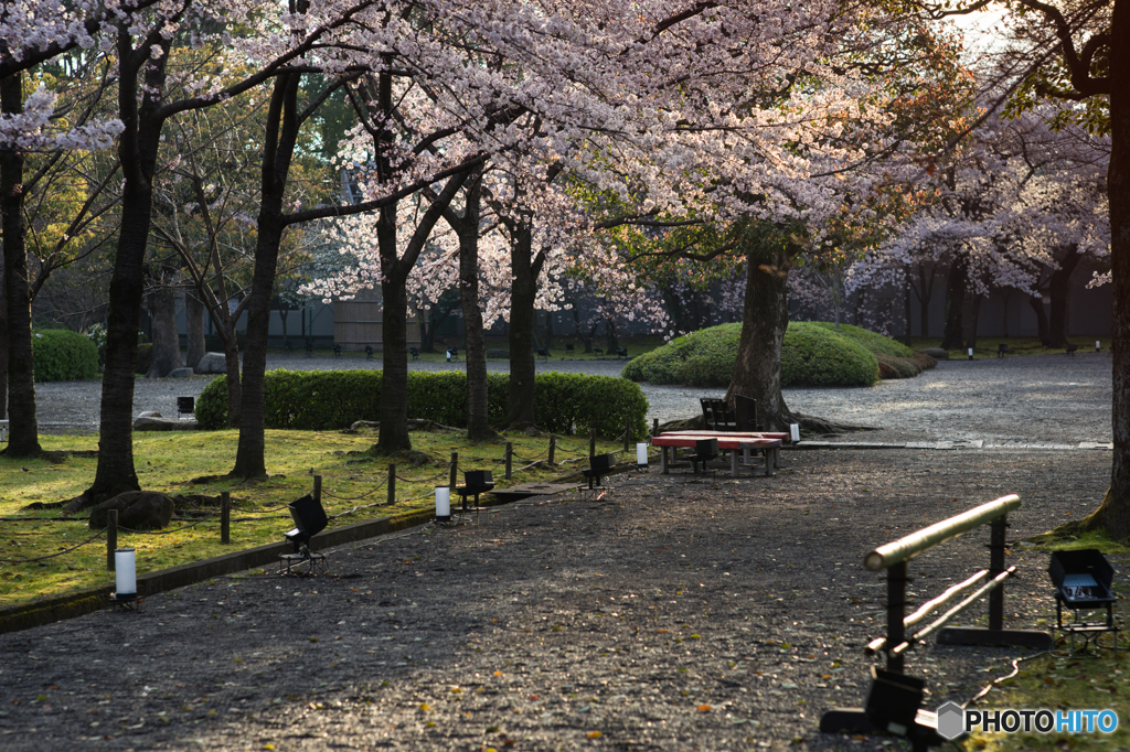 東寺の朝<3>