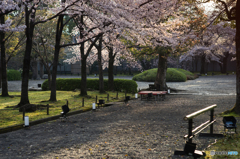 東寺の朝<3>