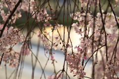 枝垂桜<4>