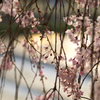 枝垂桜<4>