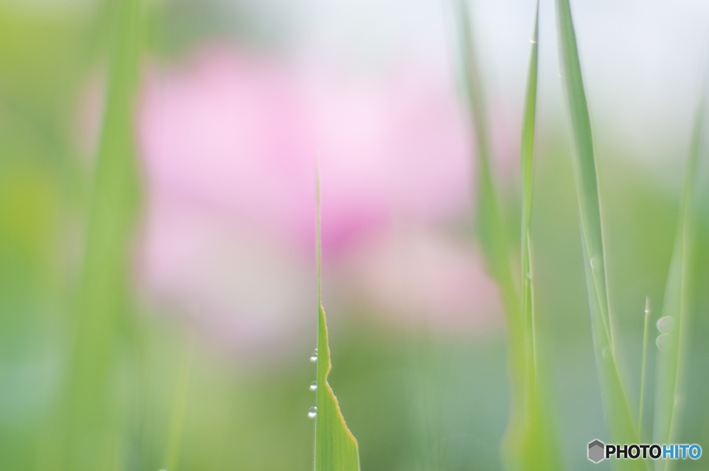 朝露