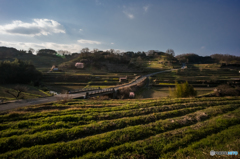 稲渕の棚田風景<1>