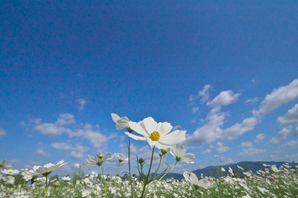 亀岡コスモス園<その1>