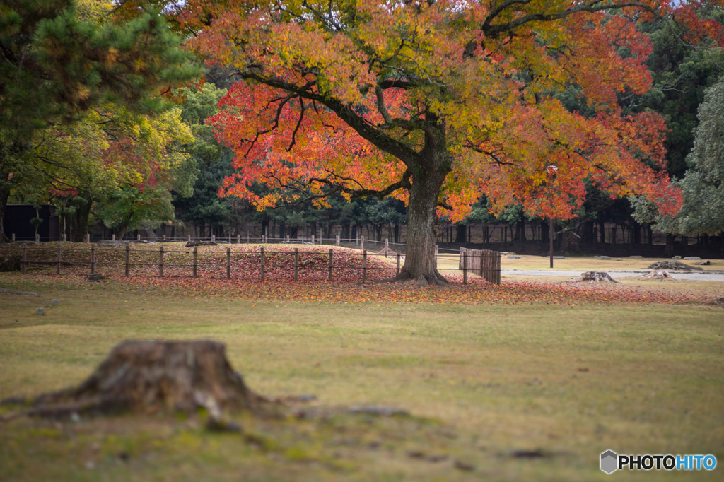 奈良公園の紅葉<1>