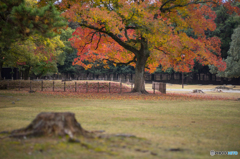 奈良公園の紅葉<1>